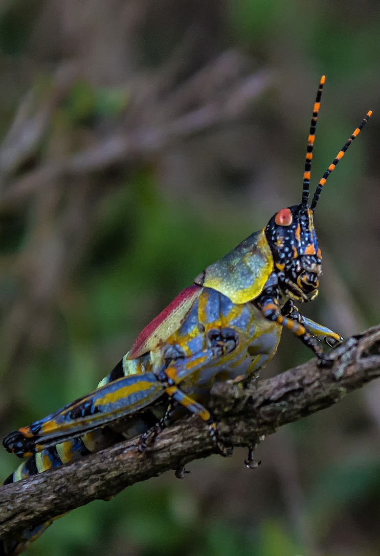 Picture of a colorful grasshopper.