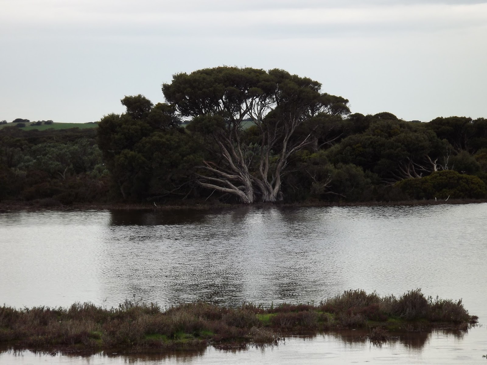 Viv s Trips Coorong National Park at 42 Mile Crossing