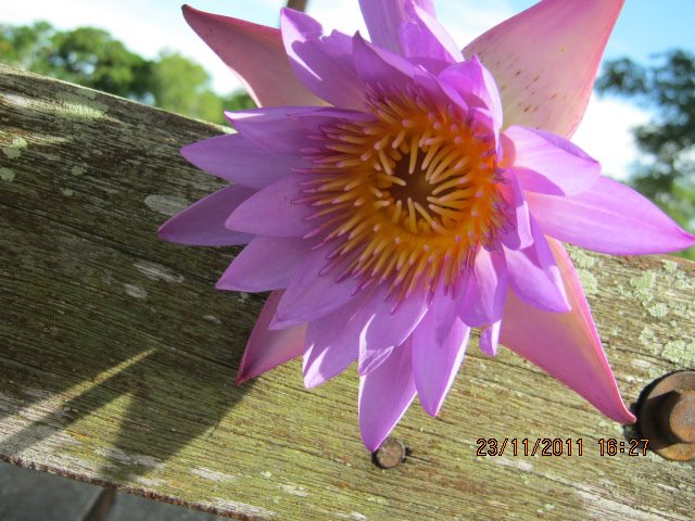 Лилия lotus breeze