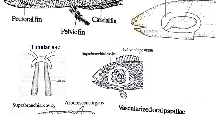 Biolearnspot: Lecture notes on extrabranchial respiration in fishes
