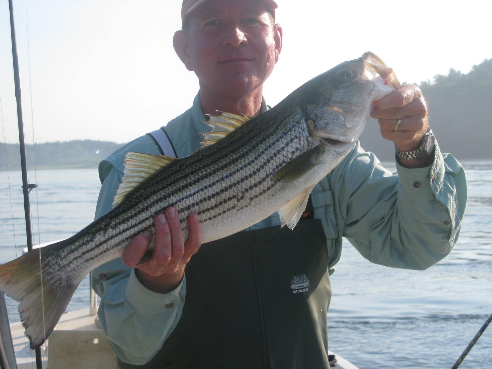 Maine Striper Fishing Charters & Reports Hotline 2076910745 Maine