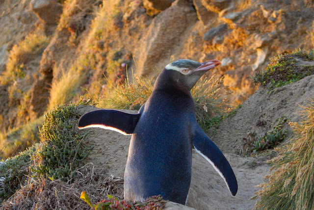 New Zealand's mainland yellow-eyed penguins face extinction unless urgent action taken