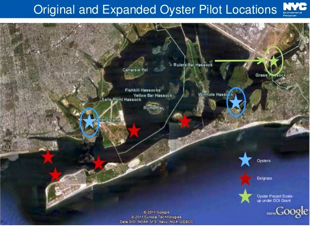 Eel Grass Oyster Restoration Map JFK airport Jamaica Bay New York