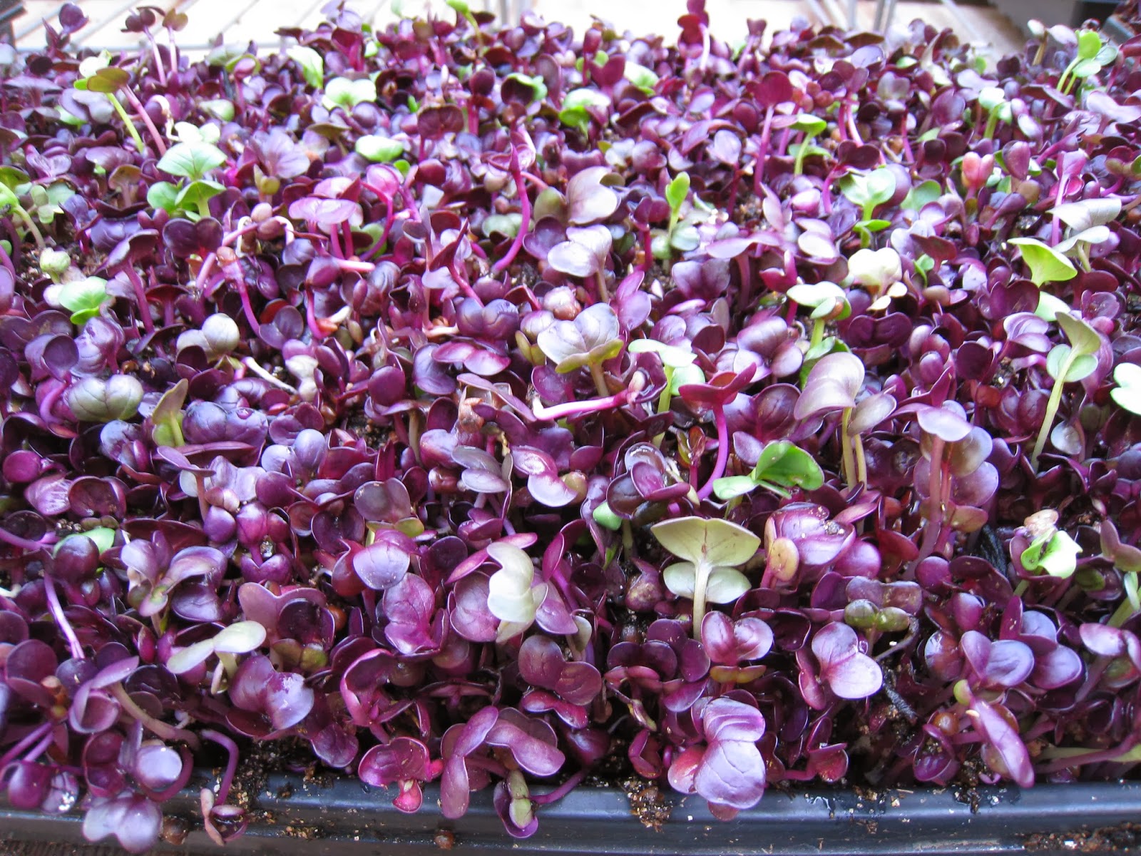 Christina's Garden purple daikon radish microgreens