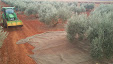 Harvesting olive trees