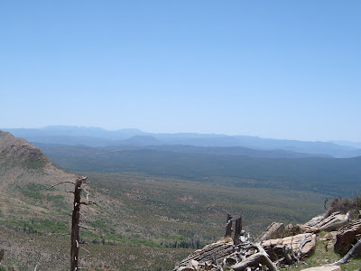 Highway Runner: A DRIVE ON THE MOGOLLON RIM, FOREST ROAD 300