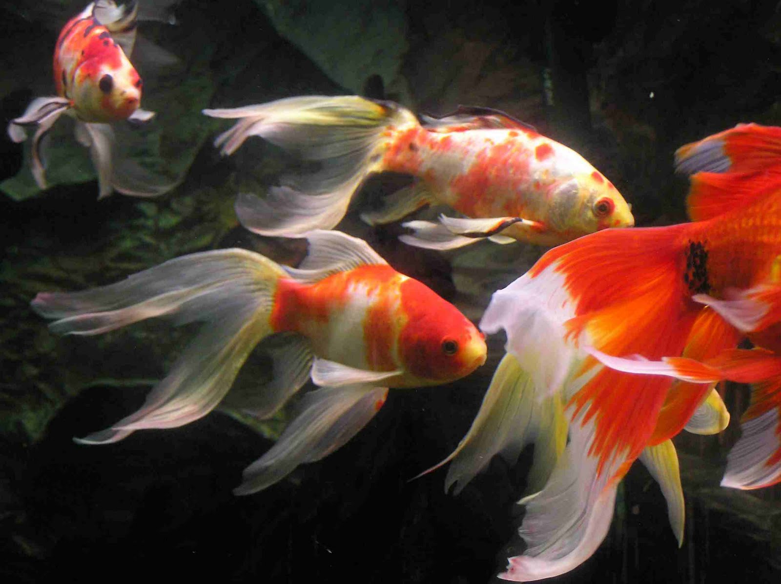 Goldfish Aquatic Animals