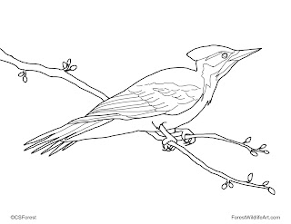 Crista Forest's Animals & Art: Coloring Book Page - Pileated Woodpecker