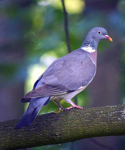 Common wood pigeon Birds of India Bird World
