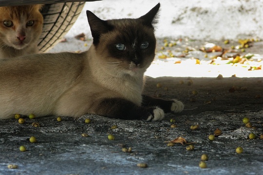 Cats from Acapulco, Mexico