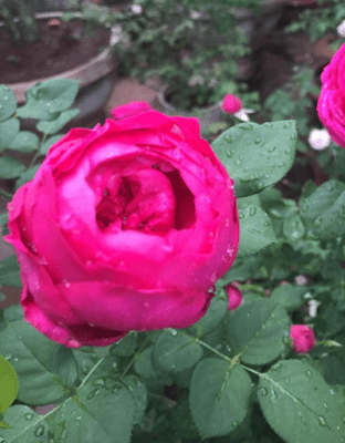 Hoa hồng 17