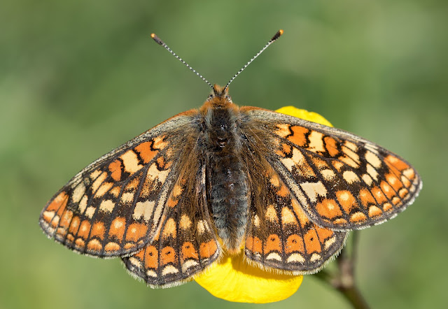 Marsh Fritillary - North Wales