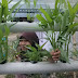 Micro Farming, Pertanian Urban Berbasis Dinding dan Pekarangan