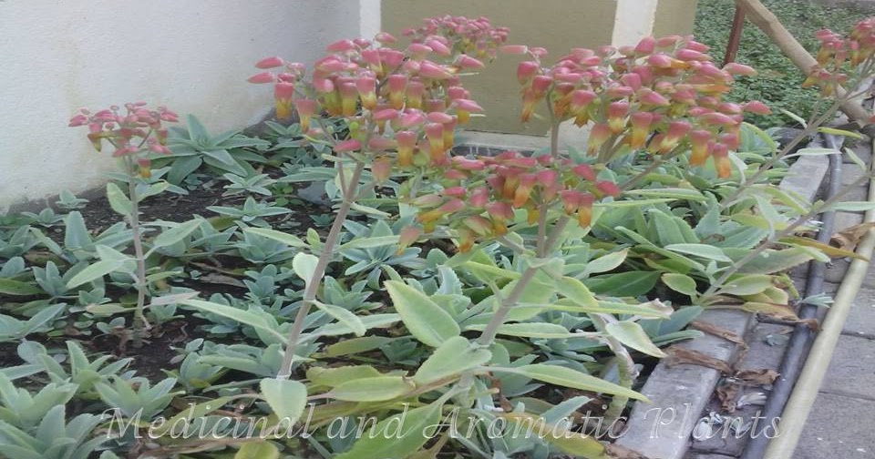 Medicinal and Aromatic Plants Bryophyllum pinnatum