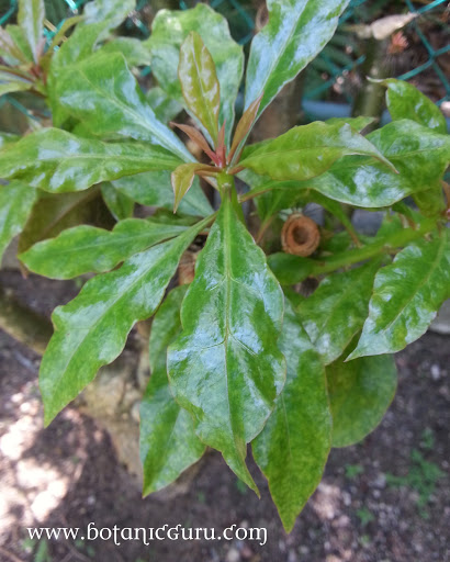Pereskia sacharosa leaves