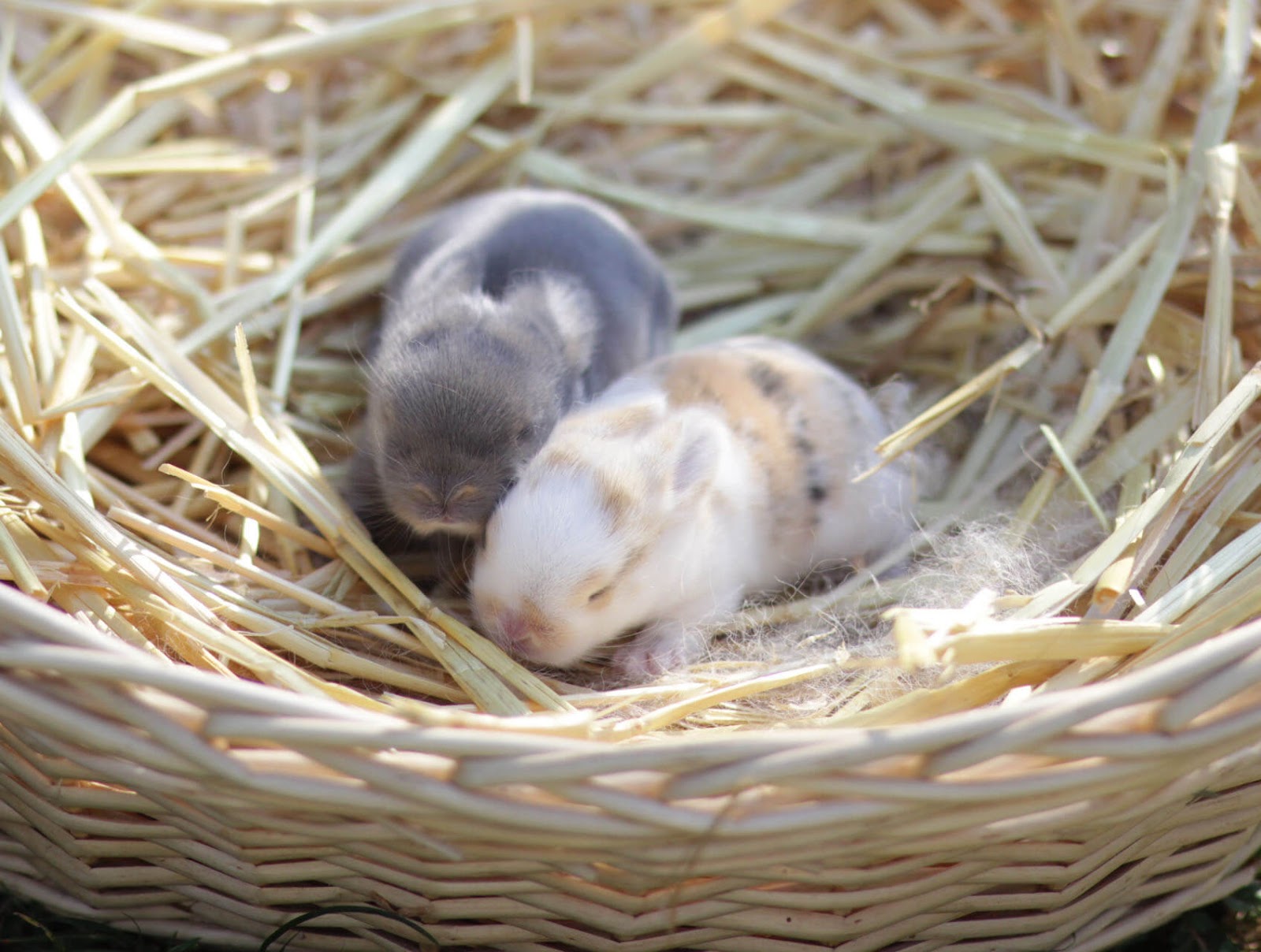 Kaninchen Nestbilder | Tinchen Kaninchen