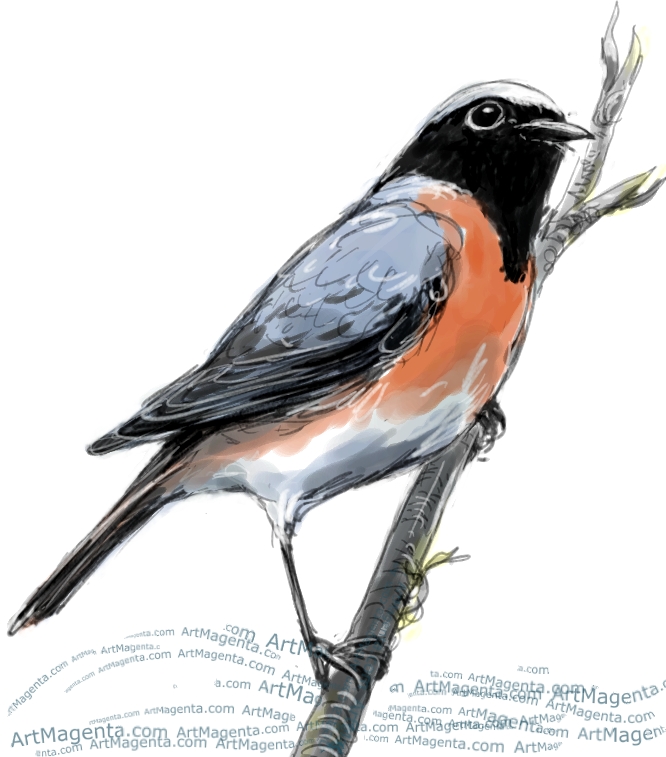 Common Redstart sketch painting. Bird art drawing by illustrator Artmagenta