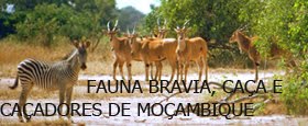 FAUNA BRAVIA, CAÇA E CAÇADORES DE MOÇAMBIQUE