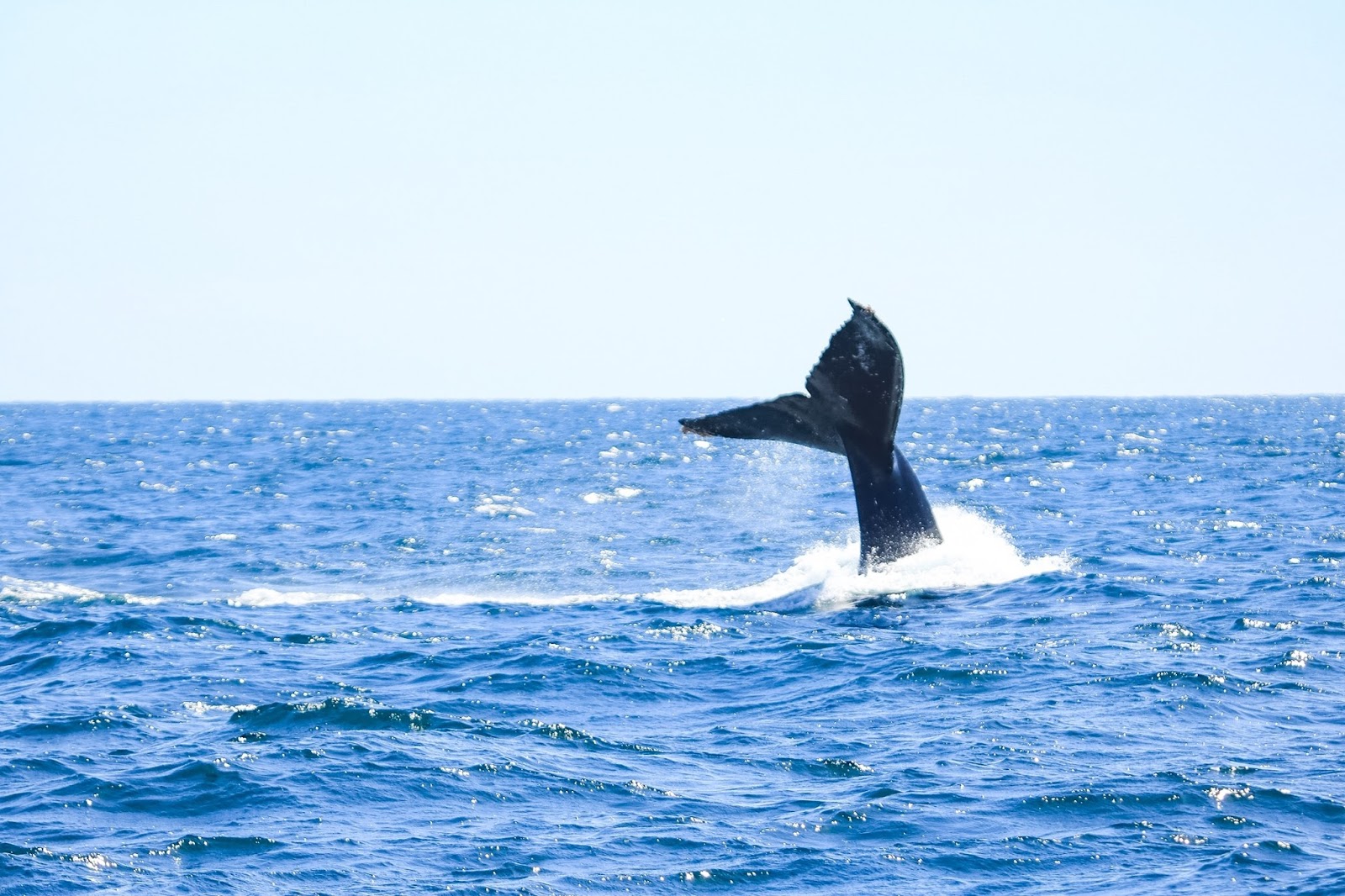 whale watching in cabo
