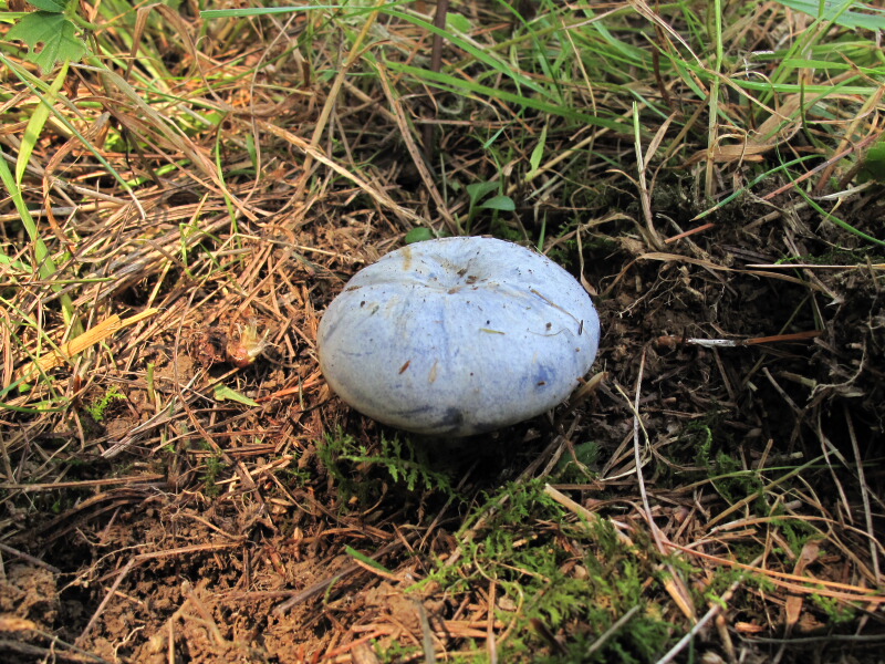 The Joyce Road Neighborhood Blue Mushrooms