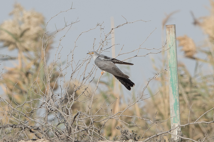 Common Cuckoo 