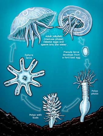 Info animales: CUBOMEDUSAS