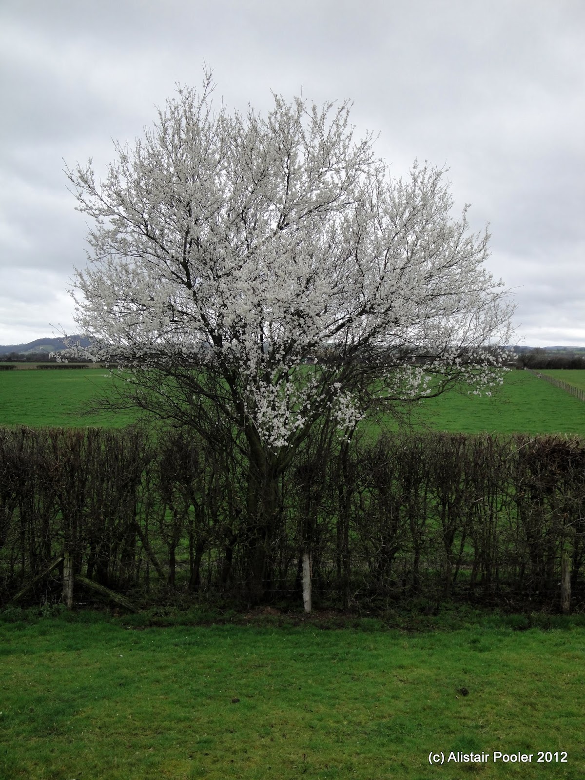 Alistair's Walks: Offa's Dyke Path - Day 5: Llanymynech to Welshpool