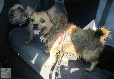 Bailey and Jada all dirty from the lake
