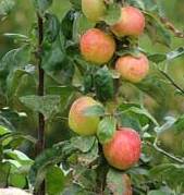  Tanaman apel yakni tanaman buah yg sering kita jumpai berada di sekitar kita Manfaat & Khasiat Tanaman Apel (Pyrus Malus Mill)