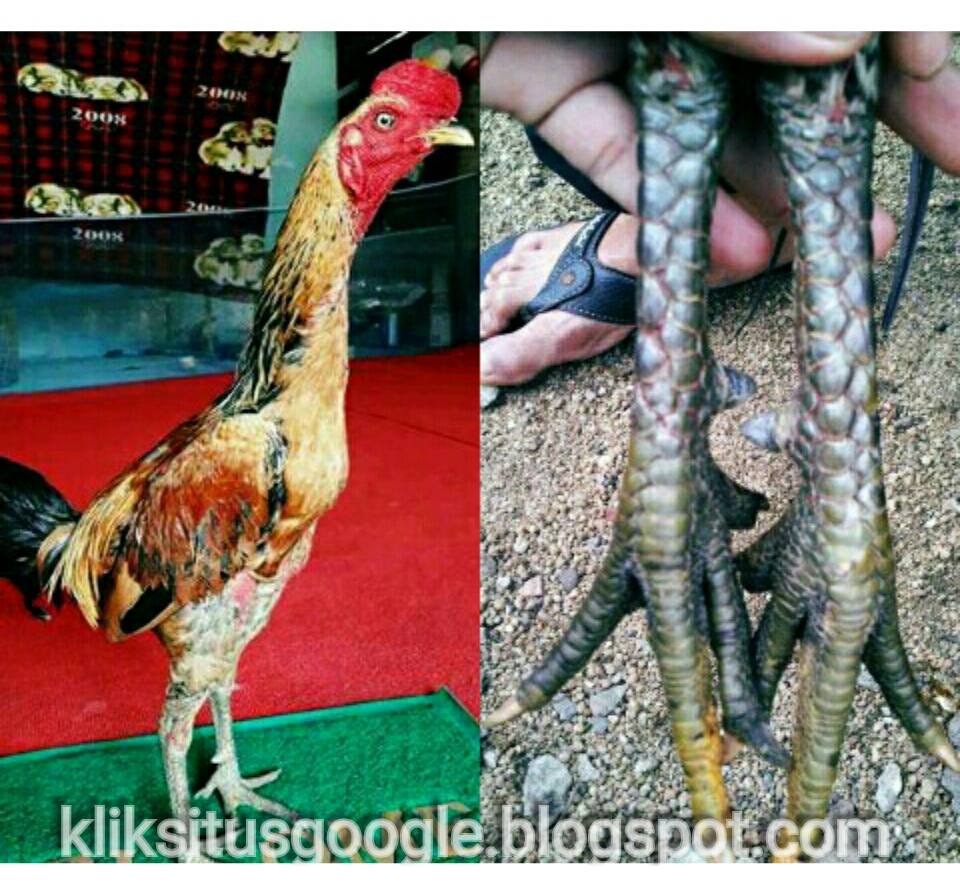 Ciri Sisik Kaki Ayam Birma Paling Mematikan AYAM JAWARA KITA