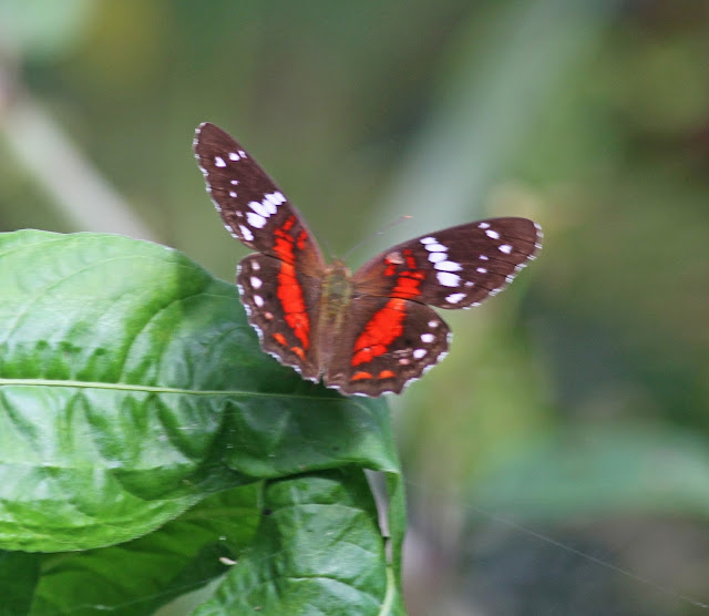 Simon and Karen Spavin: Ecuador Butterflies
