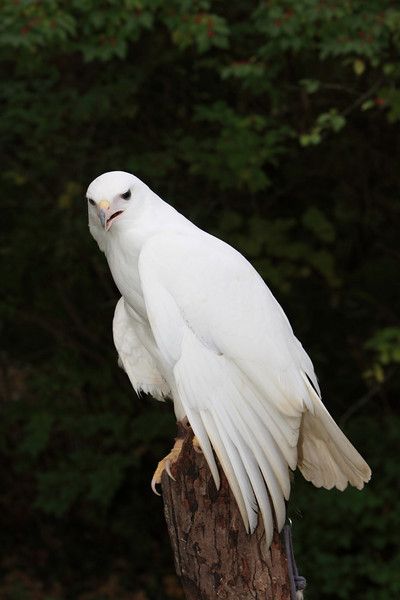 A-Z List of 125 Rare Albino Animals [Pics] - Our World Stuff