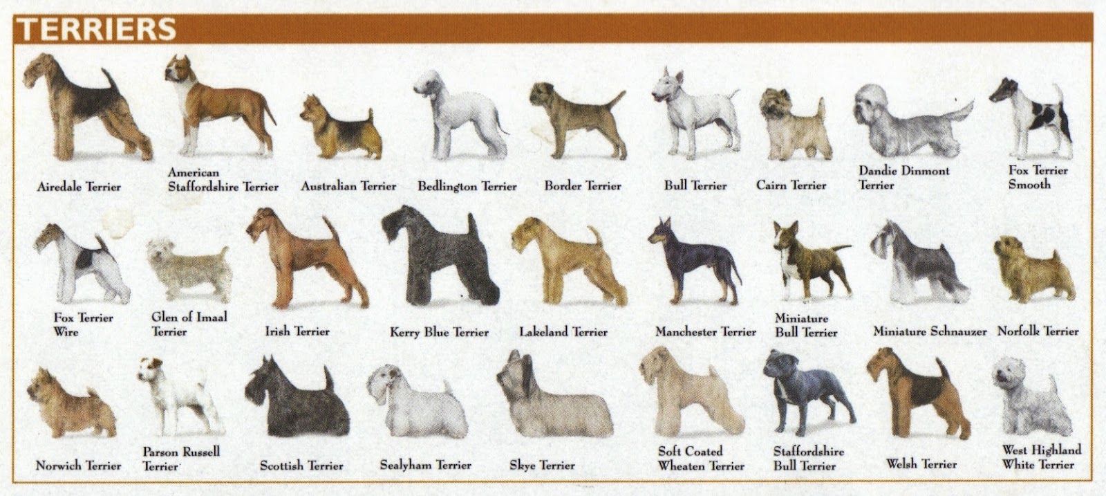 Terrier Breeds Chart