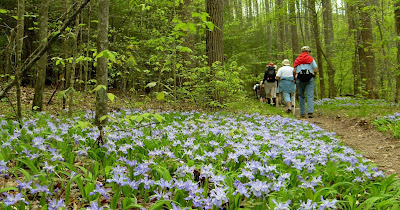 Spring Wildflower Pilgrimage hikers pass wild irises