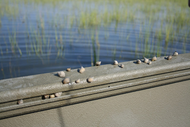 Periwinkle snails on Marsh Grass in Charleston, SC | The Lowcountry Lady