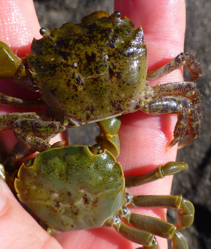Ecotones of the Salish Sea European Green Crabs