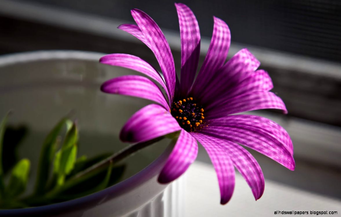 Natural Hd Beckground Wallpaper   Your HD Wallpaper ID68082