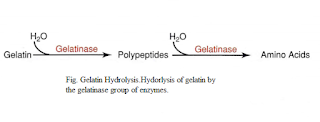 gelatin hydrolysis test gelatin hydrolysis test