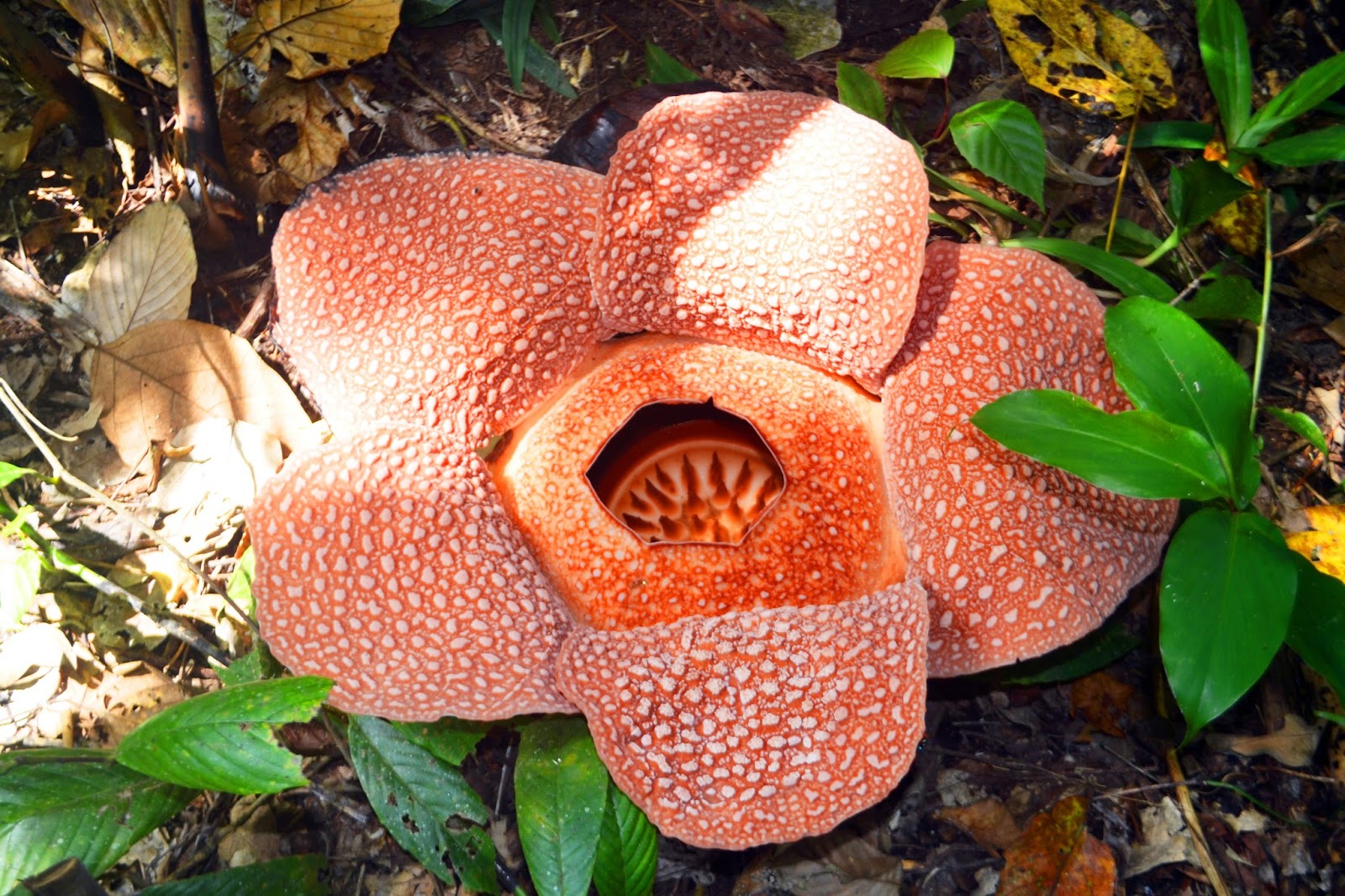 Rafflesia bengkuluensis | Nopri Anto