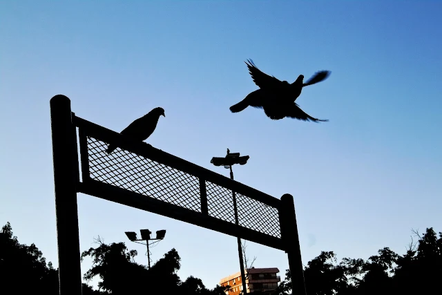 Siluetas de palomas