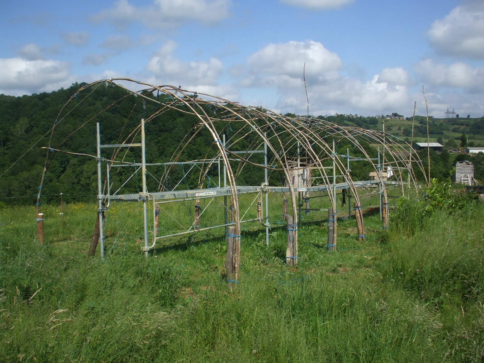 in search of the kiwi Une serre fait maison A homemade greenhouse