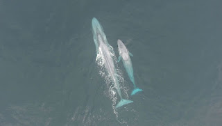 blue whales, New Zealand, Oregon State University