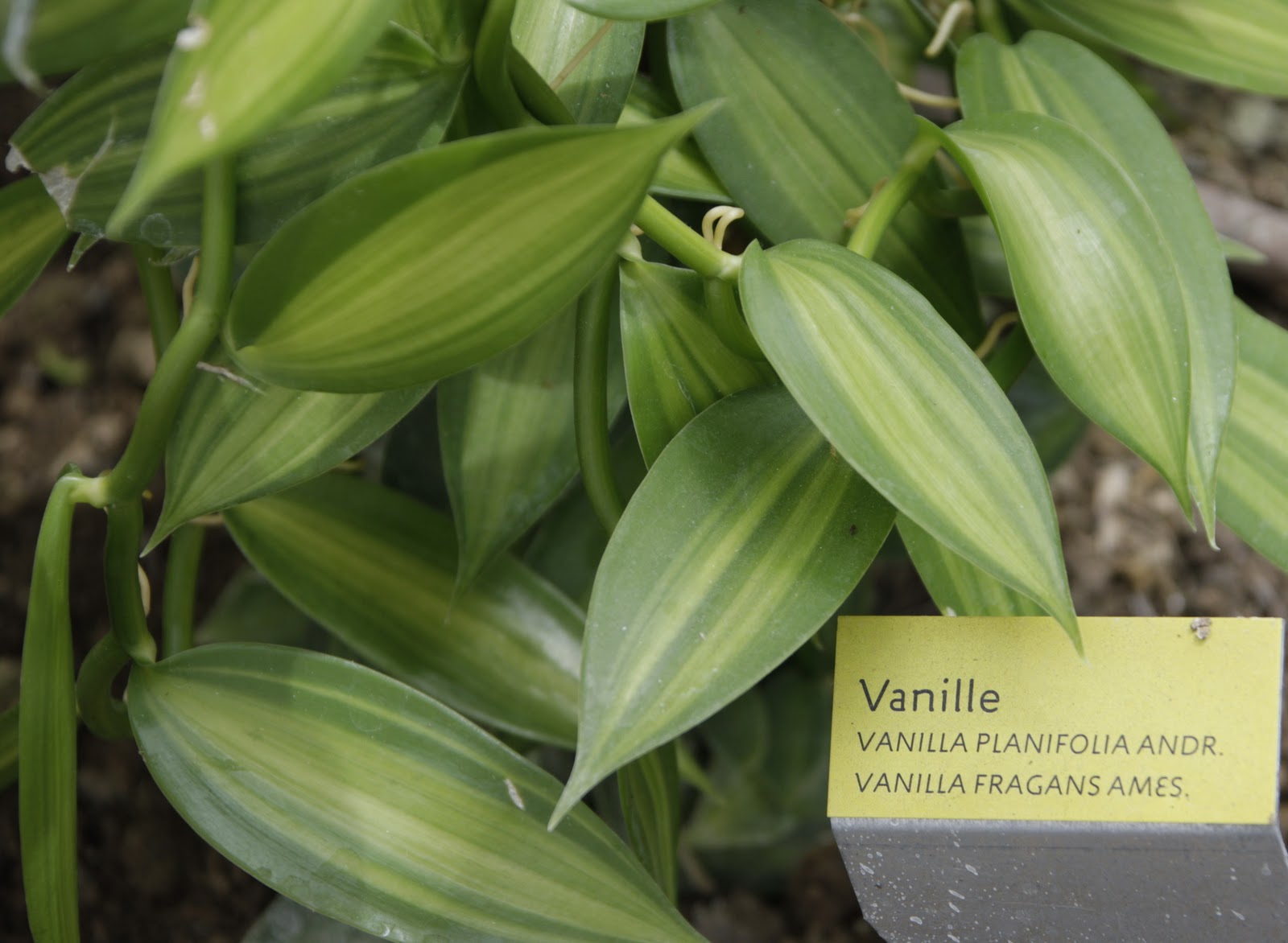 Ваниль плосколистная (Vanilla planifolia). Ваниль стручковая как растет. Myrcianthes fragans. Ванильные язычки. Vanilla plants