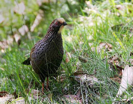 Bellas Aves de El Salvador Dendrortyx leucophrys (gallina de monte