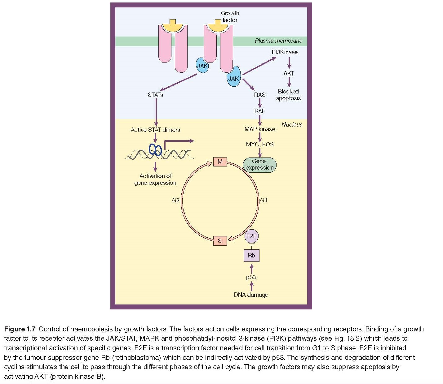 Growth Factor Receptors And Signal Transduction pediagenosis