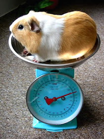 Weighing your guinea pig