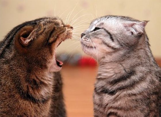 12 Most Fabulous Animals Behaving Like A Boss Wallpapers In HD