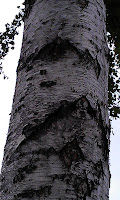 Betula - Birch Bark