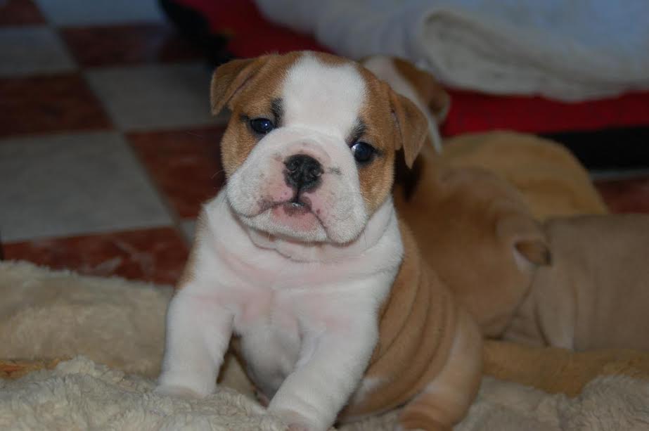 Bulldogs for sale near me Your Ultimate Companion