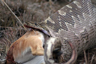 Python+and+Buck.jpg